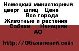 Немецкий миниатюрный(цверг) шпиц › Цена ­ 50 000 - Все города Животные и растения » Собаки   . Ненецкий АО